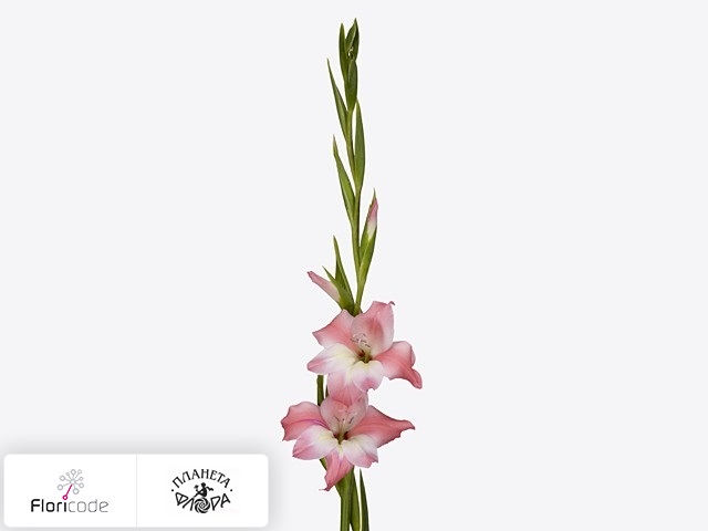 Гладиолус Kleinbloemig tubergenii Charming Beauty