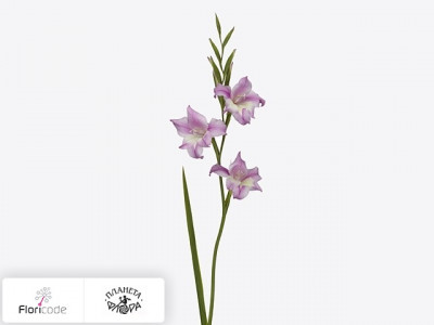 Гладиолус Kleinbloemig tubergenii Charming Henry