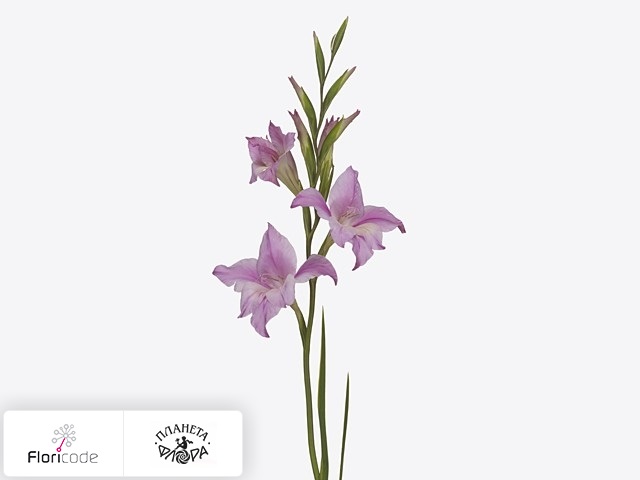 Гладиолус Kleinbloemig tubergenii Charming Lady