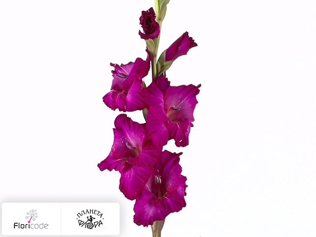 Гладиолус Large-flowered Grp Astarte