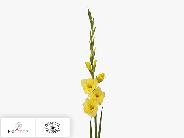 Гладиолус Large-flowered Grp Bananarama