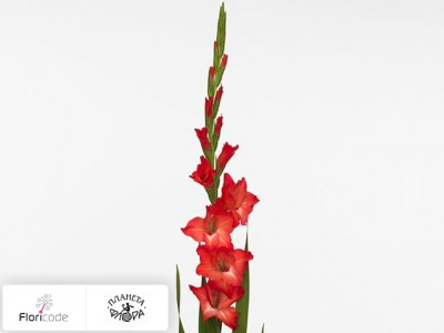 Гладиолус Large-flowered Grp Belladonna