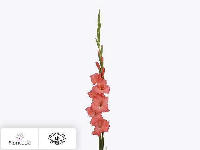Гладиолус Large-flowered Grp Berlusconi