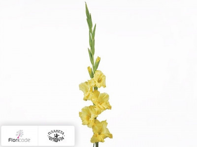 Гладиолус Large-flowered Grp Charisma