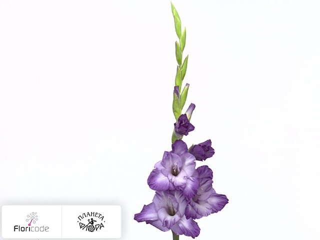 Гладиолус Large-flowered Grp Cte DAzur