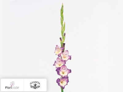 Гладиолус Large-flowered Grp Di Paola