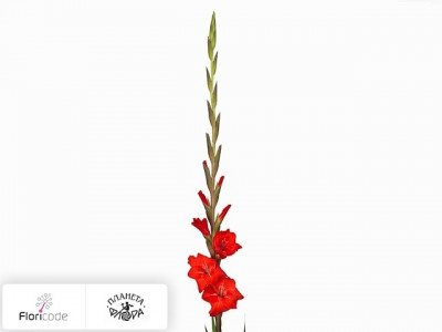 Гладиолус Large-flowered Grp Dvorsjak