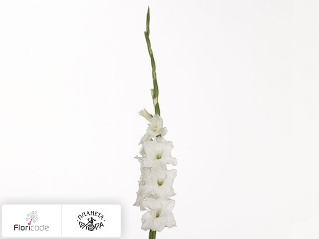 Гладиолус Large-flowered Grp Essential