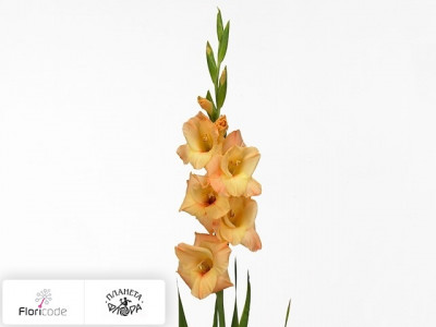 Гладиолус Large-flowered Grp Esta Bonita