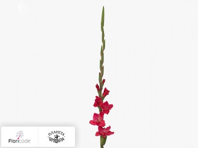 Гладиолус Large-flowered Grp Fairytale Pink