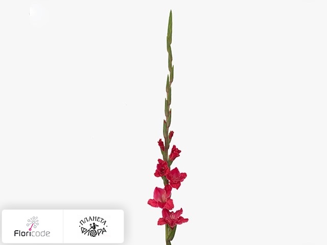 Гладиолус Large-flowered Grp Fairytale Pink