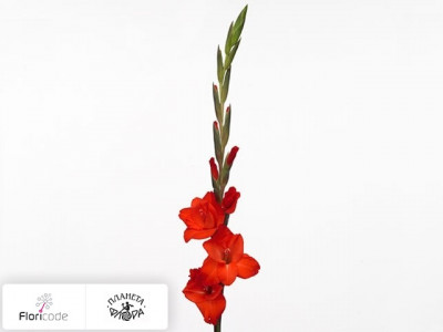 Гладиолус Large-flowered Grp Fortuna Red