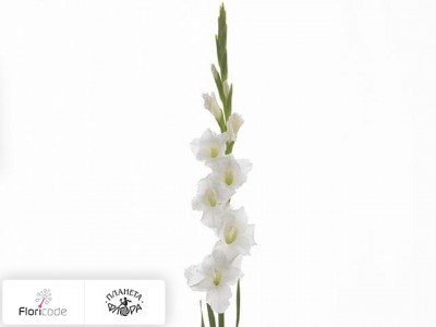 Гладиолус Large-flowered Grp Grand Prix