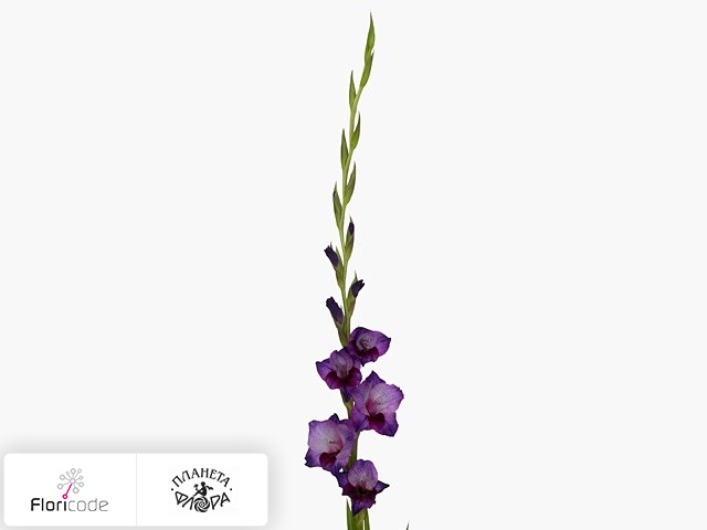 Гладиолус Large-flowered Grp Grande Passion