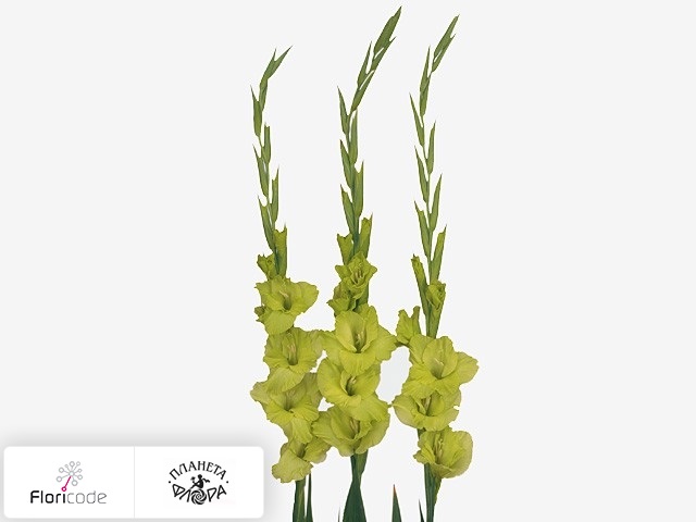 Гладиолус Large-flowered Grp Greenery