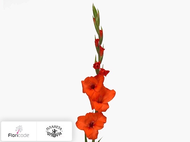 Гладиолус Large-flowered Grp Hunting Song