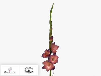 Гладиолус Large-flowered Grp Indian Summer