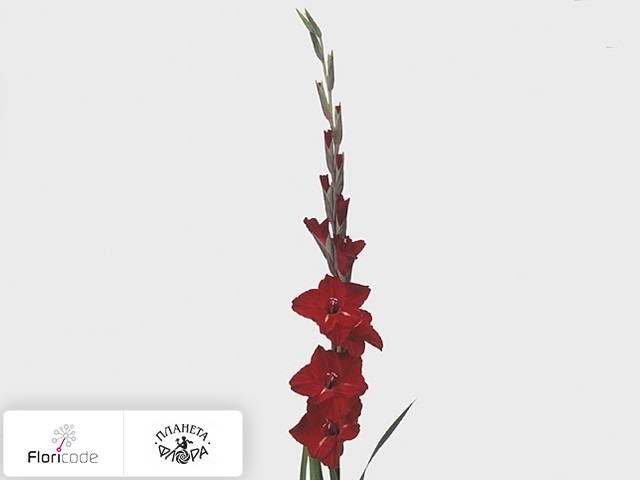 Гладиолус Large-flowered Grp Internet
