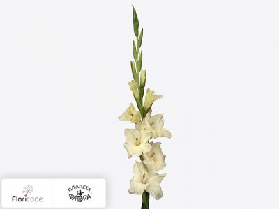 Гладиолус Large-flowered Grp Ivory Priscilla