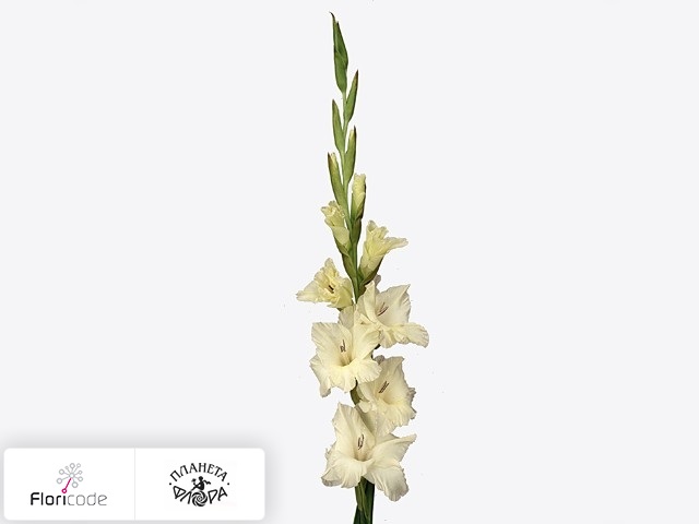 Гладиолус Large-flowered Grp Ivory Priscilla