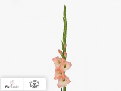 Гладиолус Large-flowered Grp Karma