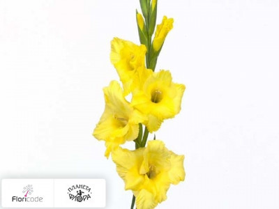 Гладиолус Large-flowered Grp Limelight