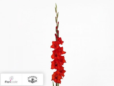 Гладиолус Large-flowered Grp Magma