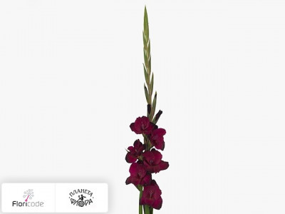 Гладиолус Large-flowered Grp Mahler