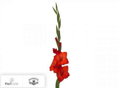 Гладиолус Large-flowered Grp Mascagni
