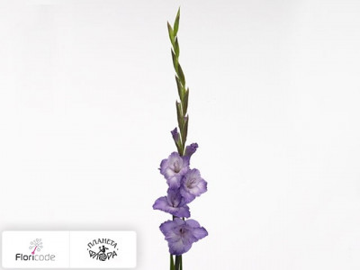 Гладиолус Large-flowered Grp Milka