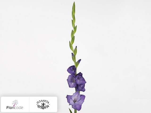 Гладиолус Large-flowered Grp Mojito