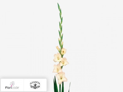 Гладиолус Large-flowered Grp Mon Cher