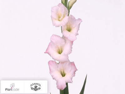 Гладиолус Large-flowered Grp Orlando