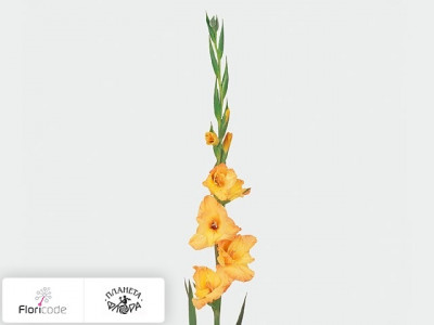 Гладиолус Large-flowered Grp Ovatie