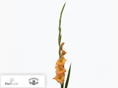 Гладиолус Large-flowered Grp Peche Melba