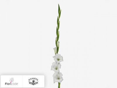 Гладиолус Large-flowered Grp Piet Mhlen