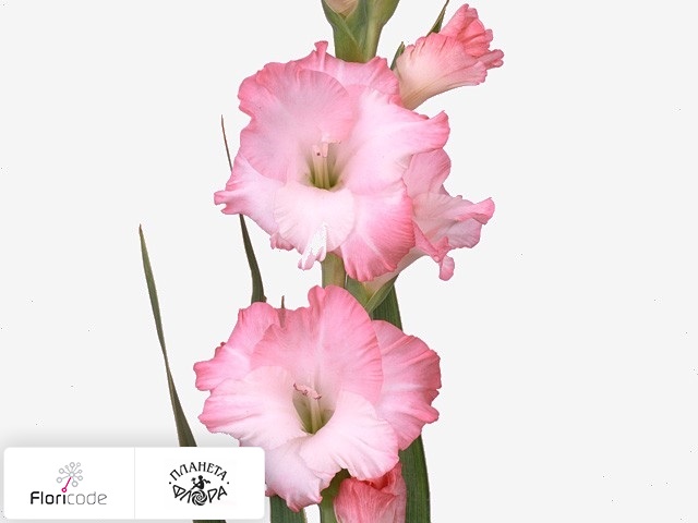 Гладиолус Large-flowered Grp Pink Lady