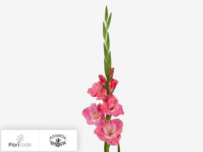 Гладиолус Large-flowered Grp Pink Parrot