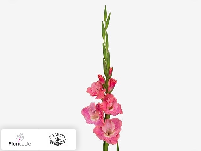 Гладиолус Large-flowered Grp Pink Parrot