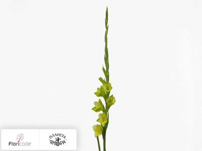 Гладиолус Large-flowered Grp Prima Verde
