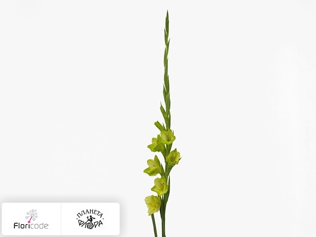 Гладиолус Large-flowered Grp Prima Verde