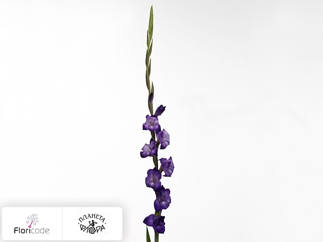 Гладиолус Large-flowered Grp Purple Mate