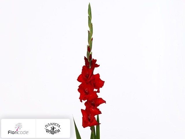 Гладиолус Large-flowered Grp Red Balance