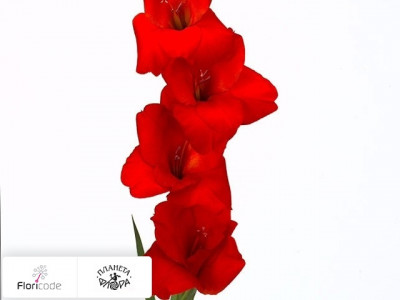 Гладиолус Large-flowered Grp Red Matador