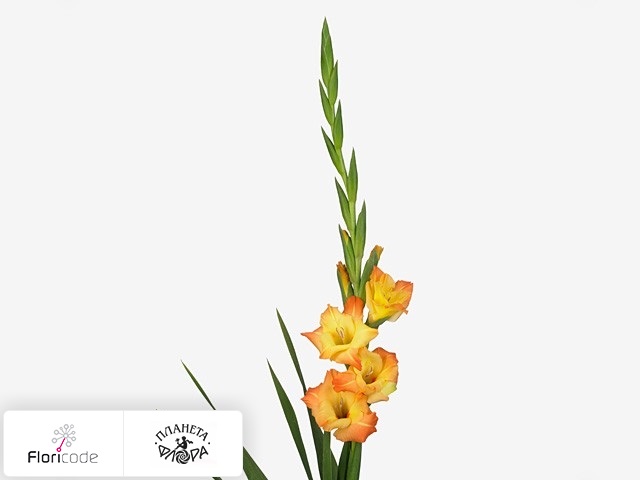 Гладиолус Large-flowered Grp Rotary