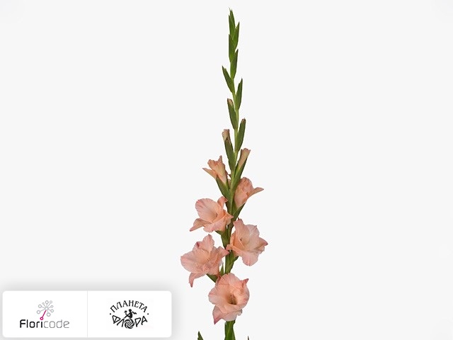 Гладиолус Large-flowered Grp Sisi