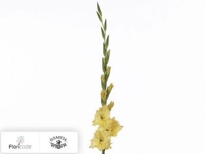 Гладиолус Large-flowered Grp Smash