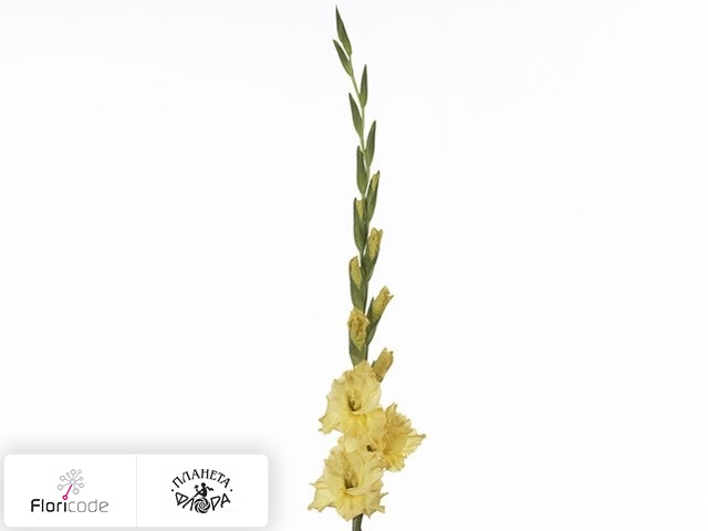 Гладиолус Large-flowered Grp Smash