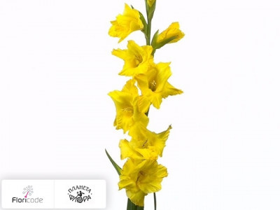 Гладиолус Large-flowered Grp Strong Gold