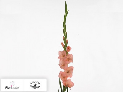 Гладиолус Large-flowered Grp Sugar Babe